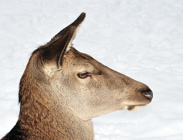 Deer