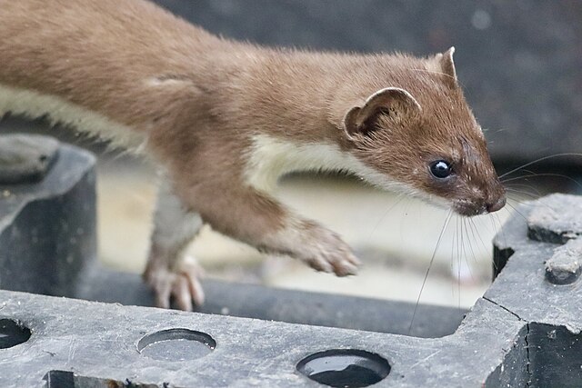 Stoat