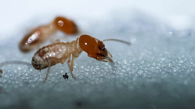 Termites