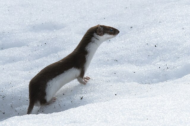 Weasel