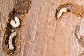 Woodworm